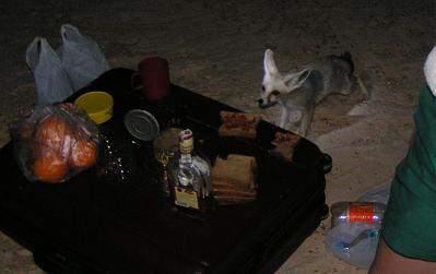 Лисенок (Фенек) ночью в восточной Сахаре 09.05.2006